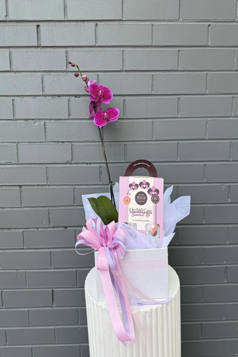 Orchid Elegance