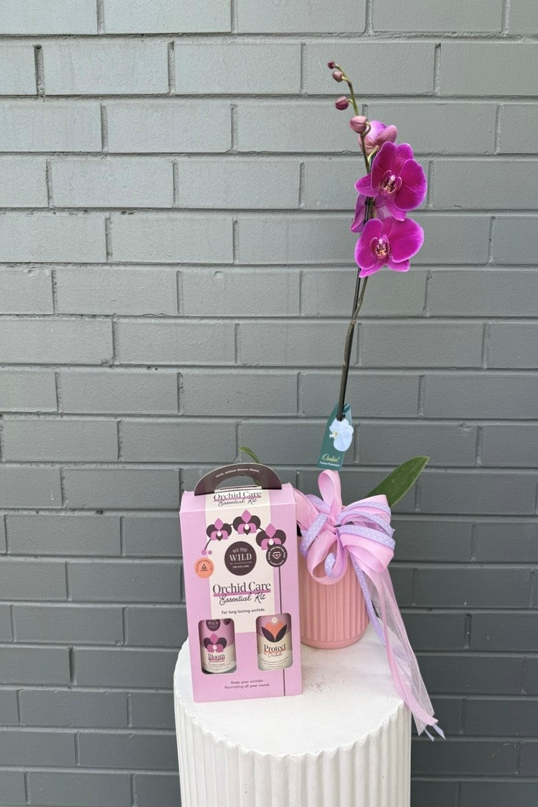 Orchid Elegance